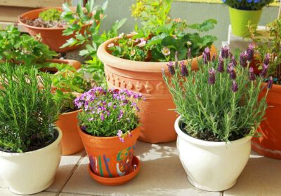 Trends and Design Innovations in Wholesale Plant Pots
