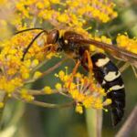 The Ultimate Guide to Hornet Pest Control: Everything You Need to Know in Kansas City