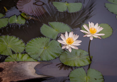 Dive into Spring with a Fresh and Thriving Pond