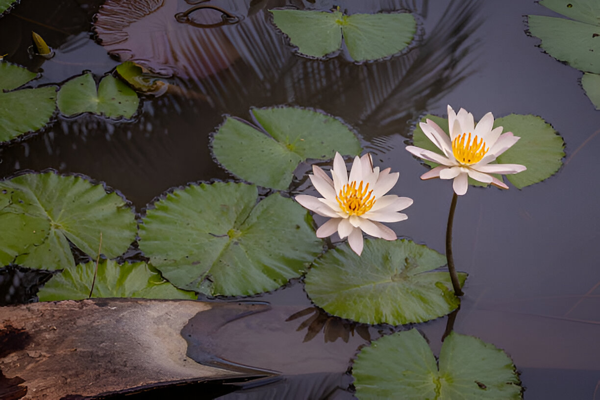 pond drum filter